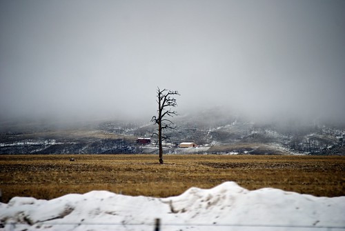 snow tree field vintage landscape rockies colorado solitude quiet cloudy overcast roadtrip rockymountains solitary introspective shotwhiledriving ★★★★ lowhangingclouds