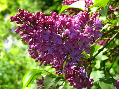Lilac, Cannizaro Park