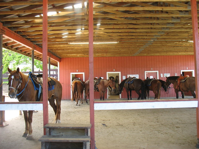 horses at Kualoa Ranch