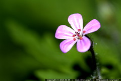 macro pink flower 