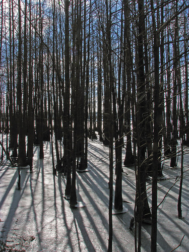 trees shadow ice mississippi shadows cypress refuge noxubee baldcypress noxubeenationalwildliferefuge