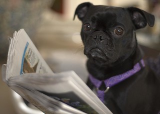 Dog Reads Newspaper?