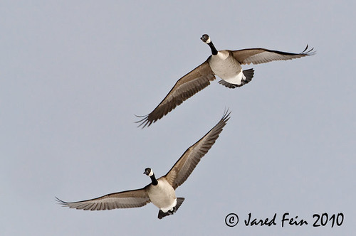 nature birds animals flying geese goose waterfowl canadagoose canadageese wetland sewerdoc ©jaredfein