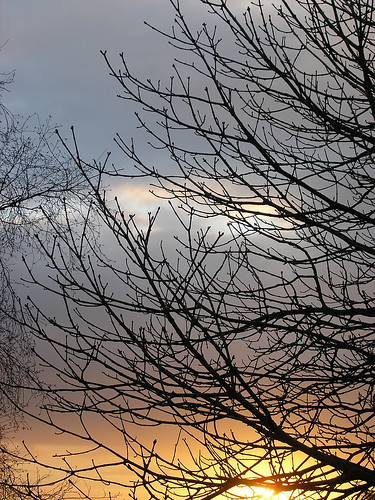 morning winter sunset tree silhouette sunrise branches sonnenaufgang leverdesoleil orto 日出 восход شروق изгрев 天体の出没