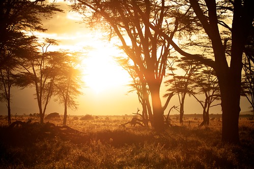 morning orange sun nature sunrise gold kenya wildlife colourful portfolio conservancy lewa canonef70200mmf4lusm