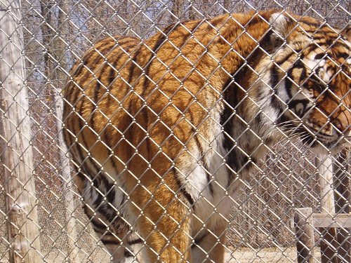 tigers lions pumas lynx bobcats leopards tigon servals exoticfelinerescuecenter