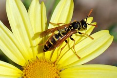 Yellow Paper wasp