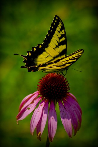 nature beautiful butterfly brunswick coneflower princessledges