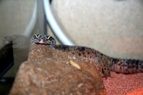 lizard gecko 365 leopardgecko project365