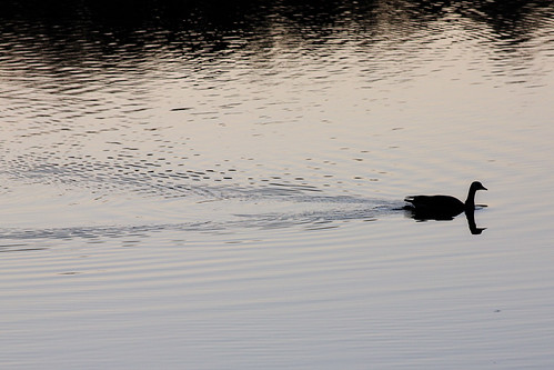 sunset lake bird water silhouette dusk canadiangoose project365 project36612010