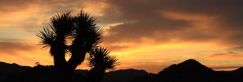 california sunrise 50mm desert joshuatree joshuatreenationalpark blackrockcampground