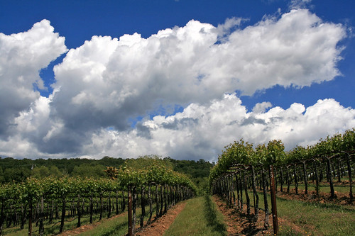ca sonora clouds winery grapes 95370 tuolumnecounty vneyards labellarosa jimwhildrethphoto 05232010