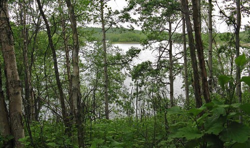 autostitch panorama lake west green alaska forest island view panoramic jonesville seventeenmilelake