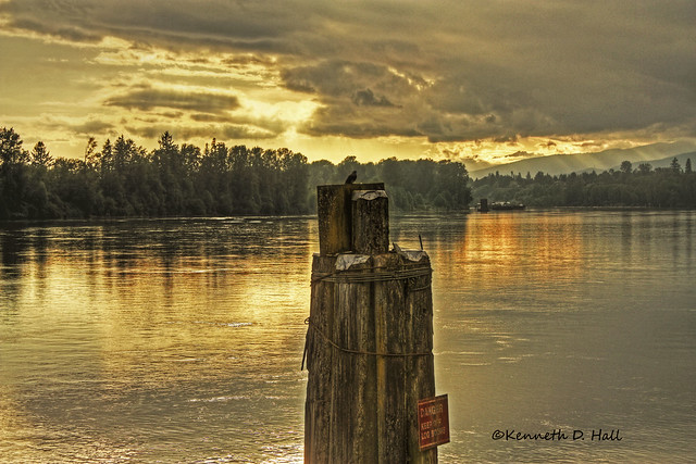 Bird on Pilings HDR