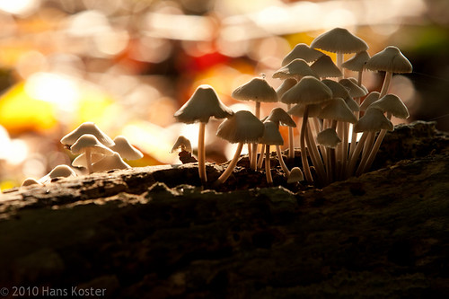 autumn sun mushroom netherlands herfst nederland leafs zon 2010 natuurmonumenten gelderland discolight paddenstoelen bladeren putten oldenaller discolicht hknatuurfotografienl hanskoster