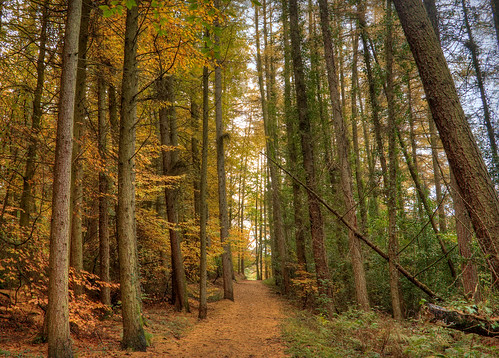 autumn trees wales forrest pentax path k10d pentaxk10d swissvalleyreservoir