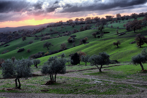 blue trees sunset red sky italy verde green nature field alberi clouds spring rojo europa europe italia tramonto nuvole blu country olive natura campagna cielo tuscany nubes puestadesol toscana rosso prato hdr ulivi maremma ulivo uliveto otw scansano yourcountry kaoscube nikkorafs2470mmf28ged