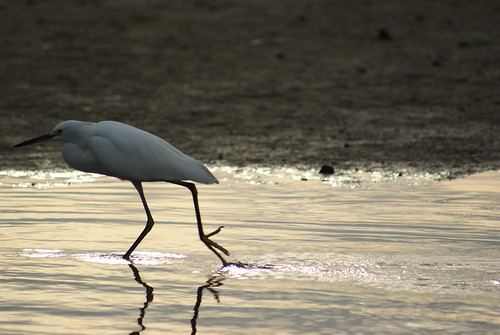 sunset sea river walking mexico gold wildlife michoacan egret ticla goldwildlife