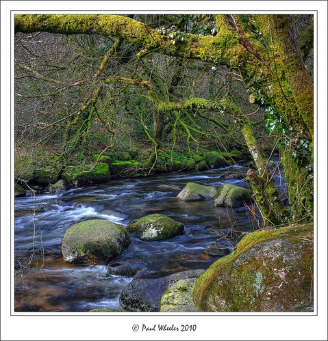 trees winter tree green water rock river moss rocks stream boulder east dartmoor dart mossy