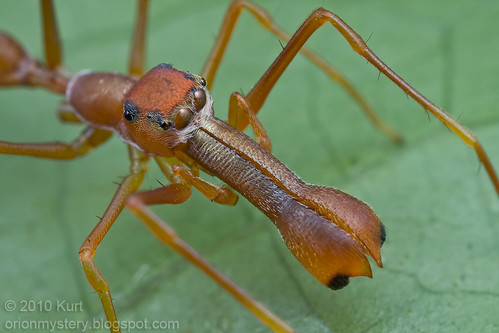 My 1st red ant-mimic spider...IMG_1384 copy
