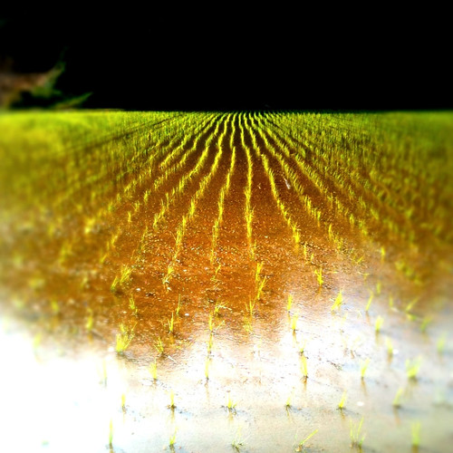 green lines japan square farm farming squareformat agriculture tokushima anan 2010 iphone tiltshift takenwithaniphone daveweekes justplantedrice
