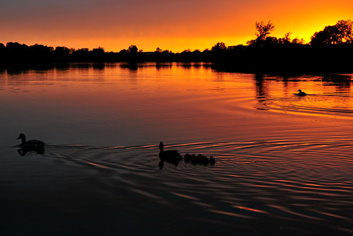 park sunset creek duck duckling kansas mallard wichita chisholm chisholmcreekpark