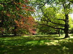 Lawn at the Maple Avenue, Cannizaro Park, in Spring