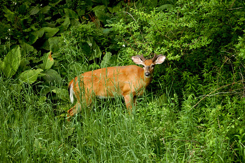 wild green nature animal woods forrest deer bethel