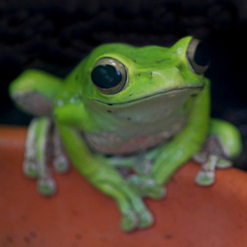 Happy Green frog