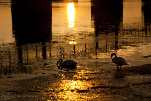 bridge shadow water sunrise river boats dawn swan ombre swans pont loire cygne cygnes fleuve aube mauves