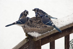 Blue Jay conference