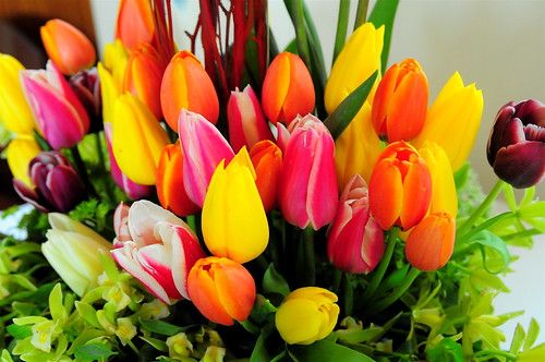 show festival tulip mywinners wonderfulworldofflowers