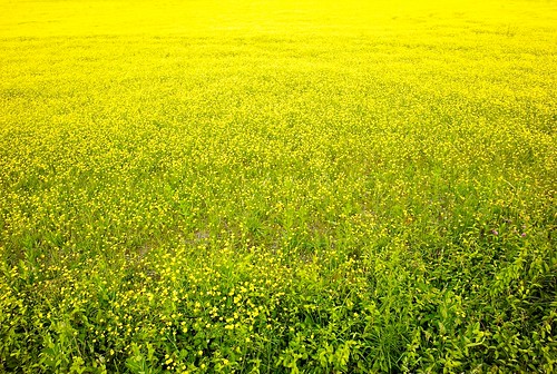 leica flowers field yellow de landscape angle 9 route m8 delaware ultrawide dover 18mm uwa route9 1838 leicam8 willstotler superelmar superelmar1838