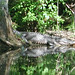 Alligator Canal   DSCN1716