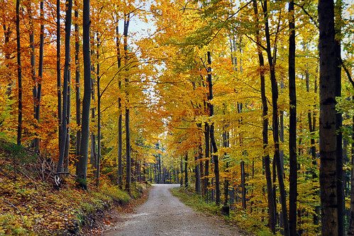 wood autumn tree fall forest geotagged austria europe path herbst foliage loweraustria