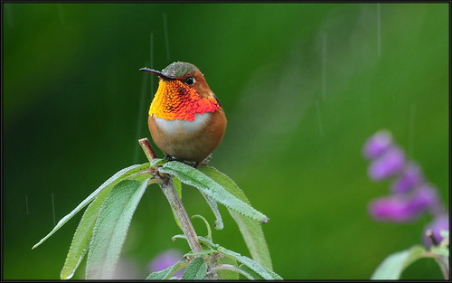 orange hummingbird allens sigma apo hummer dg 70300