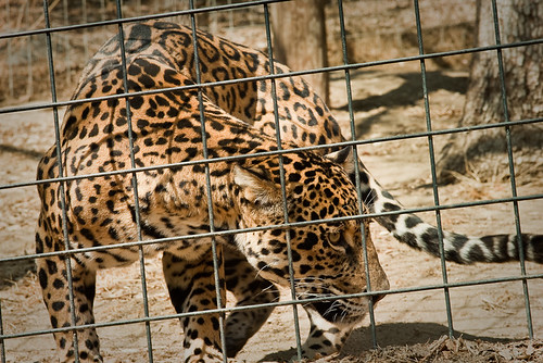 california animal jaguar dunlap cathaven flickrbigcats