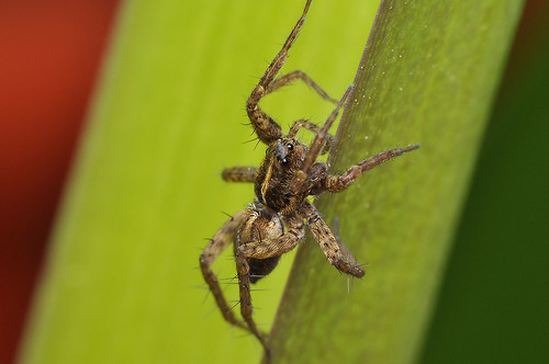 macro insect spider nikon raynox 55200mm nikond90