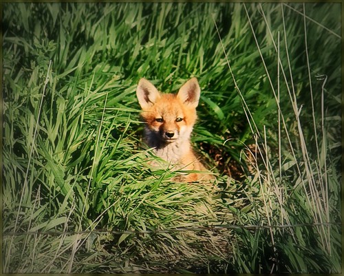 red green grass southdakota spring den fox animial photoshopelements trippcounty
