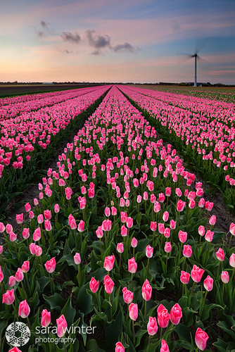 wind thenetherlands tulip turbine bollenveld zijpe bloembollen
