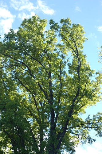 trees tree boston forest ma spring massachusetts harvard arnold arboretum harvarduniversity bostonma 2010 arnoldarboretum emeraldnecklace cameranikond50 exif:exposure_bias=0ev exif:focal_length=50mm exif:exposure=0008sec1125 exif:aperture=f56 treemuseum camera:make=nikoncorporation exif:flash=offdidnotfire camera:model=nikond50 exif:lens=50mmf18 meta:exif=1274018055 exif:orientation=horizontalnormal exif:filename=dscjpg exif:vari_program=auto exif:shutter_count=43636 meta:exif=1350398390