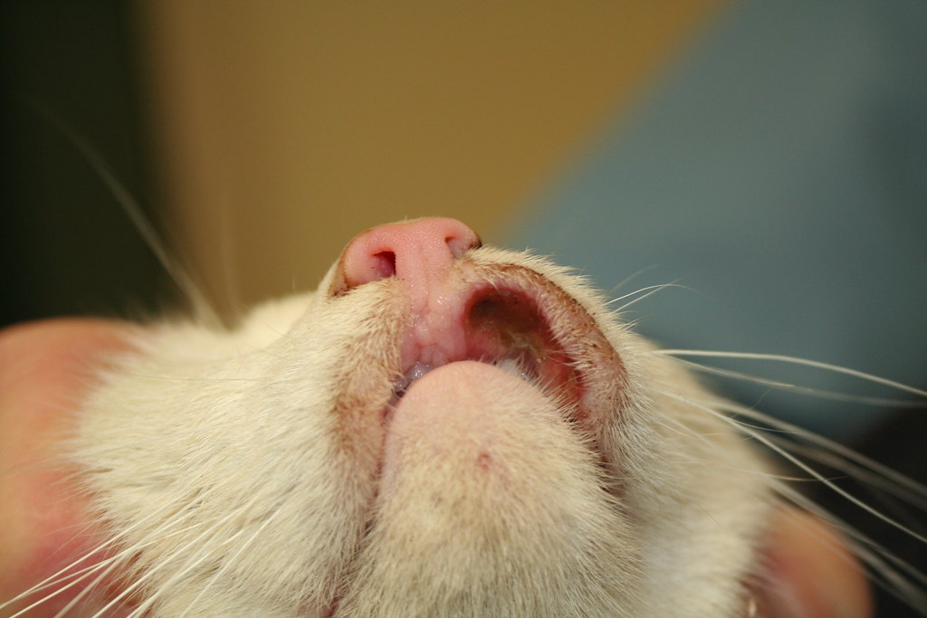 Rodent Ulcer Rodent ulcers are a manifestation of Feline E… Flickr
