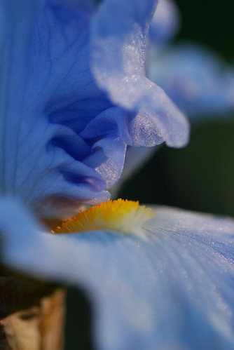 flowers iris usa minnesota unitedstates hazeltine mnlandscapearboretum