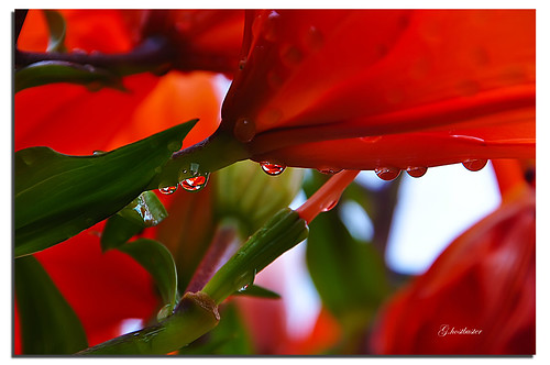 flowers red macro verde green colors reflections drops tears corse corsica fiori rosso colori riflessi ghostbuster gocce lacrime amiamoci gigi49