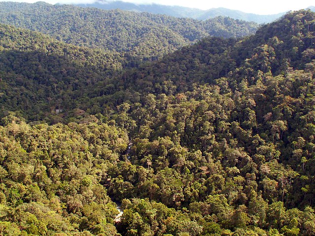 Papuan rainforest