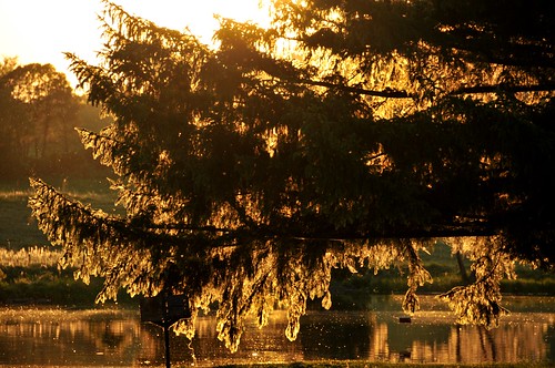 sunset ontario canada tree water silhouette lakefield spiderwebs webs trentcanal otonabeeriver lock25 sawercreek