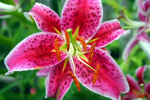 Stargazer Lilies - Interesting Facts and Growing Tips