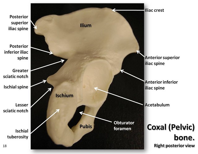Coxal (Pelvic) bone, posterior view with labels - Appendicular Skeleton