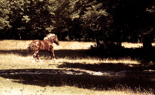 wild italy horse mountain caballo italia montagna umbria gallop galloping gualdotadino horsesinmotion