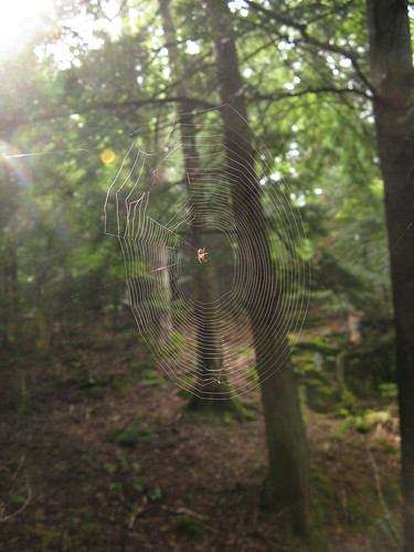 spiderweb tremblant